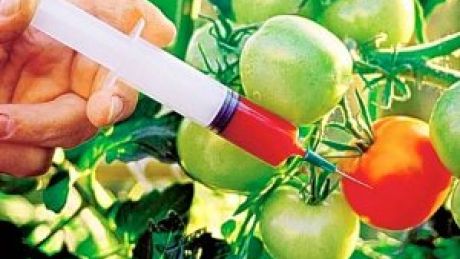 GMO wymyka się spod kontroli?
