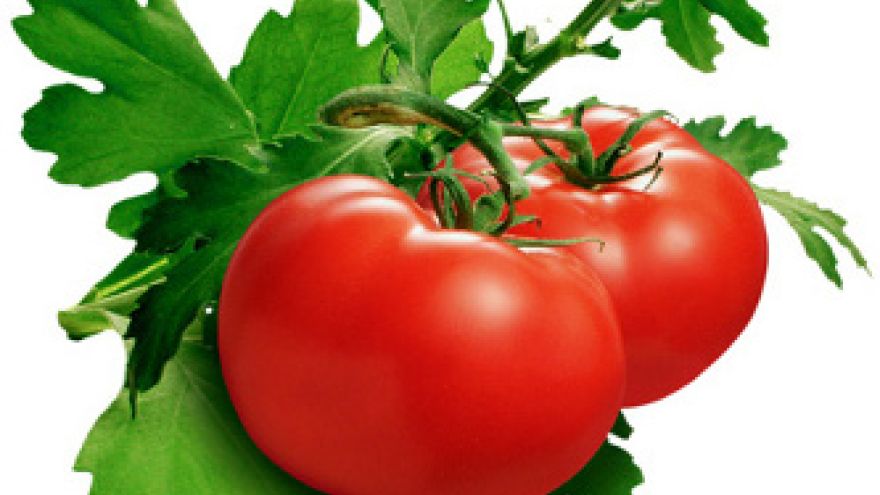 Pomidor Pomidor