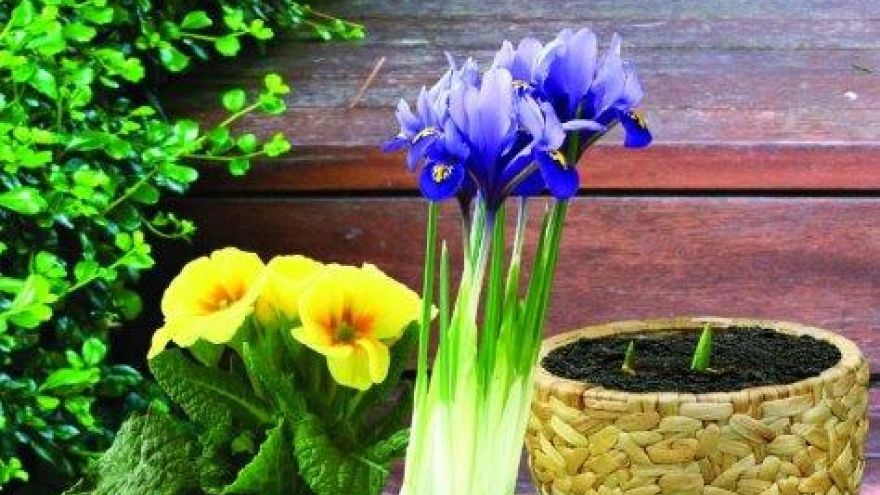 Kwiaty Kwiaty w doniczkach - czyli jak wybrać najlepsze osłonki na rośliny