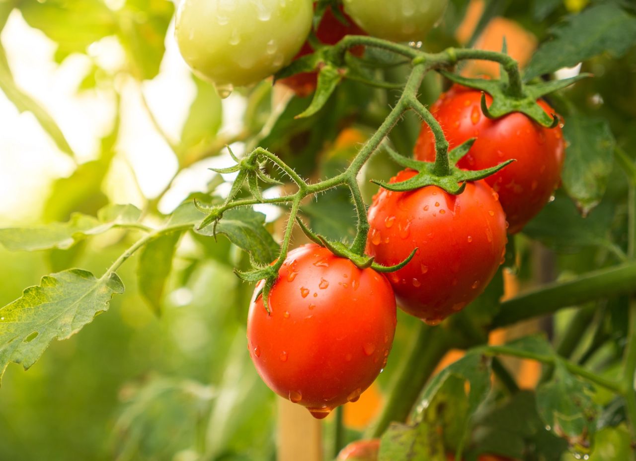 Pomidory chronią przed miażdżycą