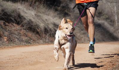 Bieganie z psem - jak się do tego przygotować?