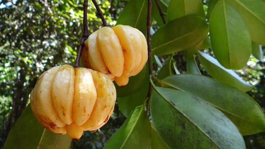 Suplementy odchudzające Garcinia Cambogia – dlaczego warto ją stosować?