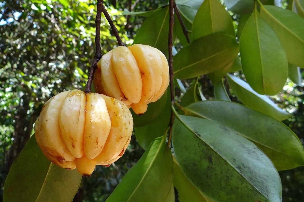 Garcinia Cambogia – dlaczego warto ją stosować?