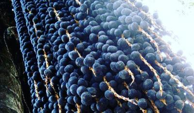 Acai berry, tajna broń natury
