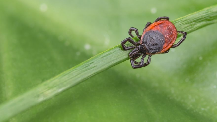 Koncentracja Rozdrażnienie, apatia, problemy z koncentracją – to może być objaw boreliozy?