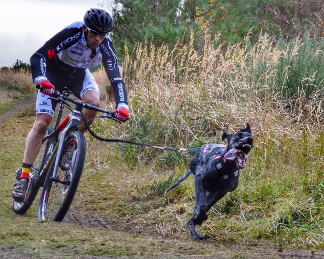 Bikejoring, czyli decydują siła w łapach i psychiczna więź