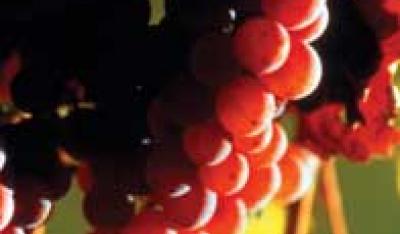 Czerwone wino