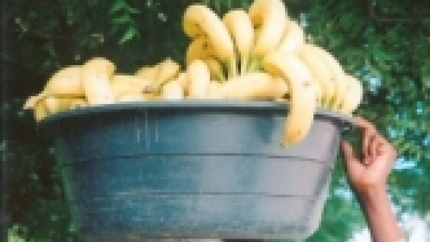 Banany Zbawienny wpływ bananów