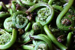 fiddleheads