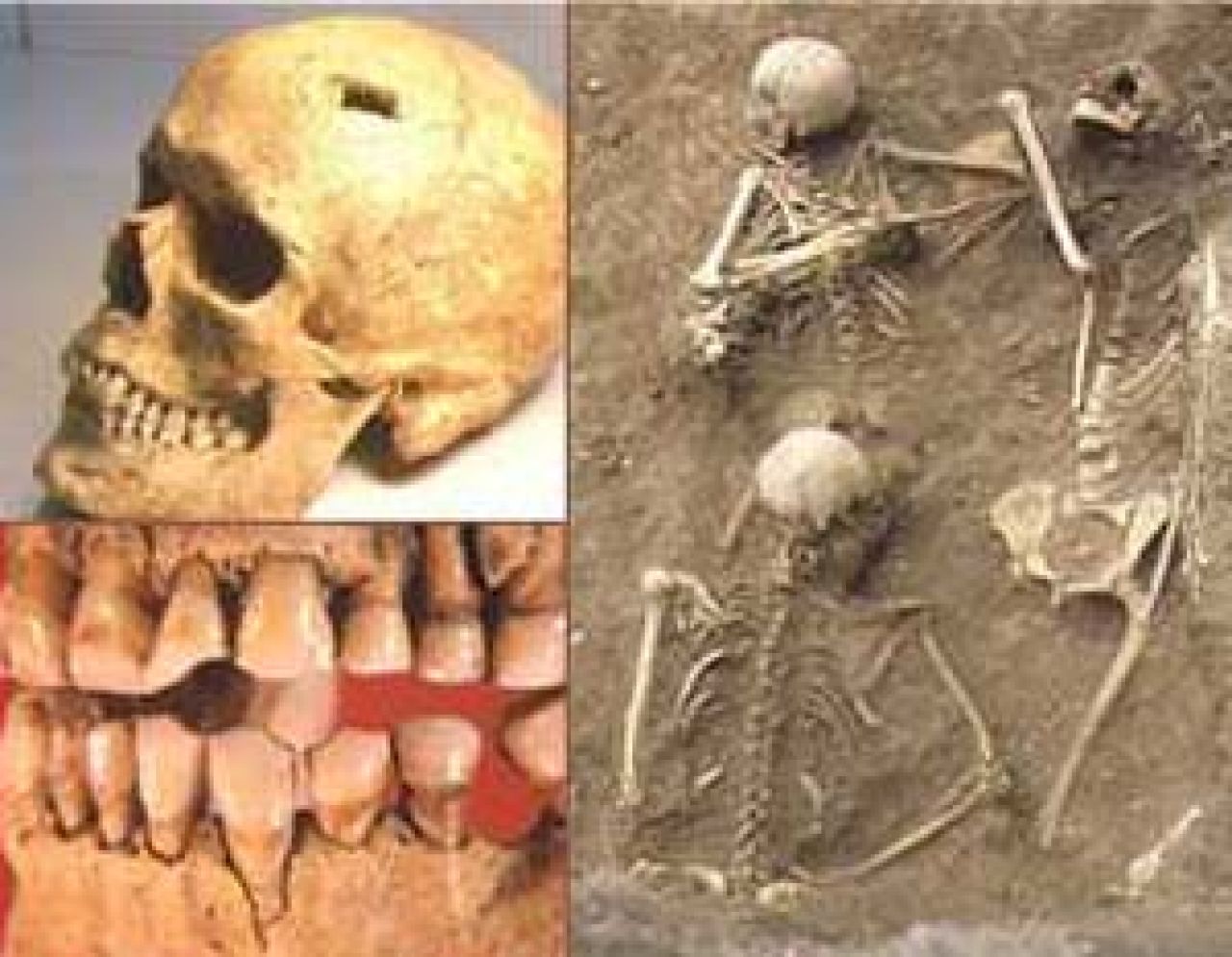 Antropologia