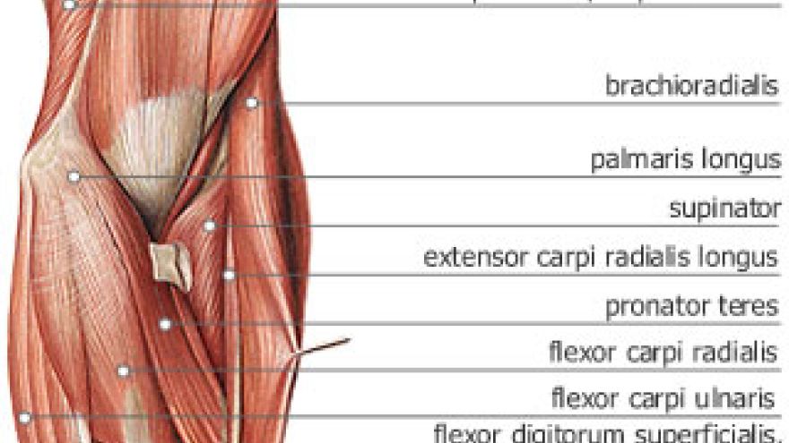 Układ mięsniowy Mięśnie przedramienia