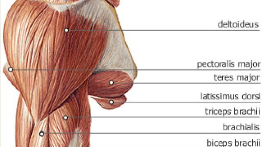 Triceps Mięśnie ramienia