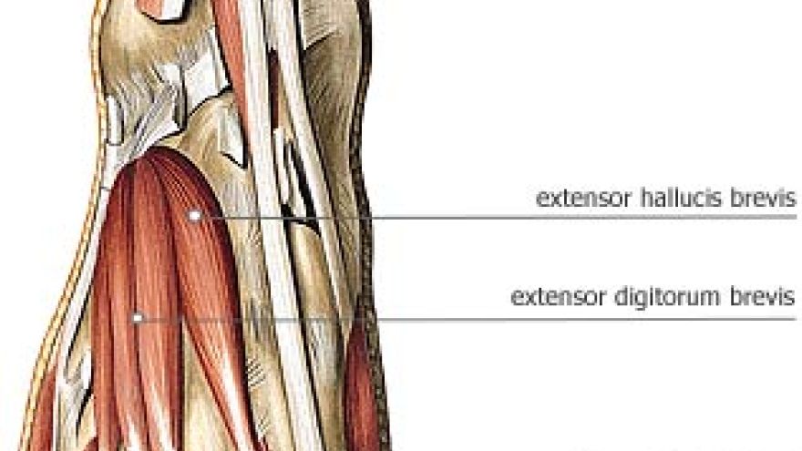 Układ mięsniowy Mięśnie stopy