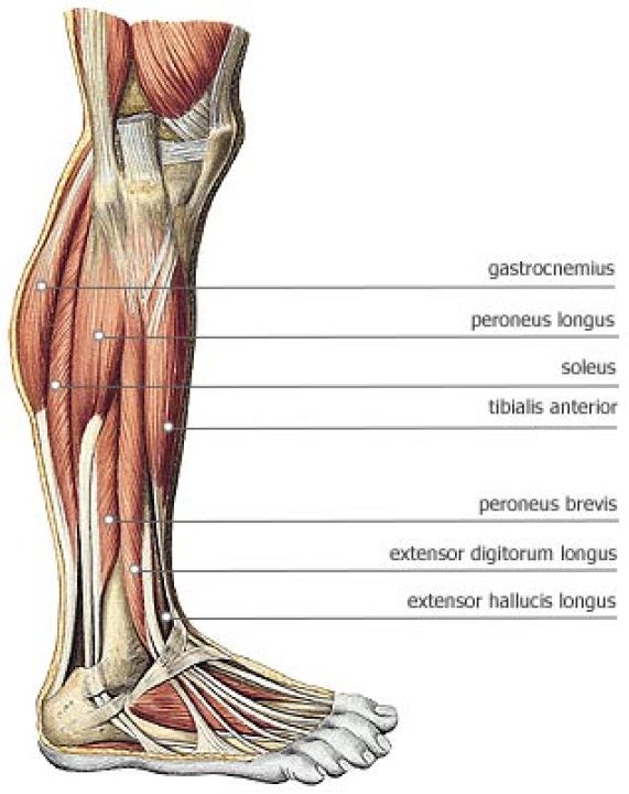 Mięśnie podudzia