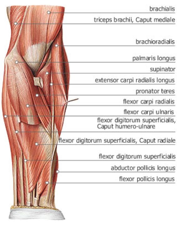 Mięśnie przedramienia