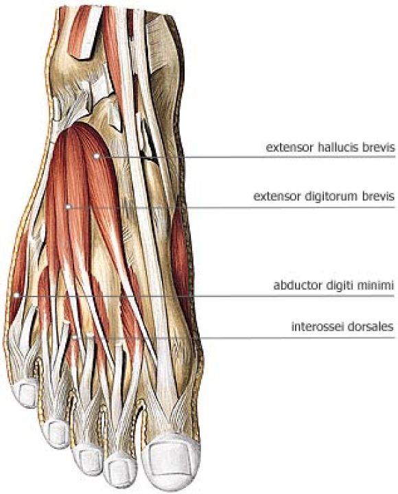 Mięśnie stopy