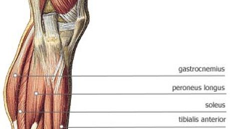 Mięśnie podudzia