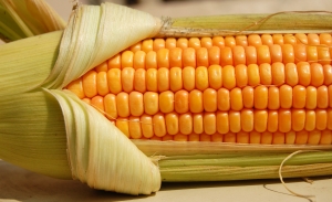 1250370 corn 1