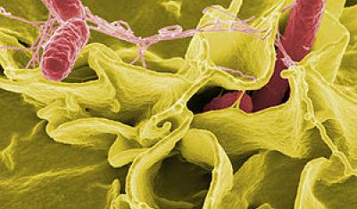 Salmonella skuteczna na raka!