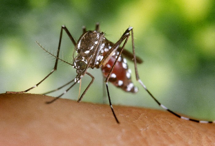aedes albopictus07