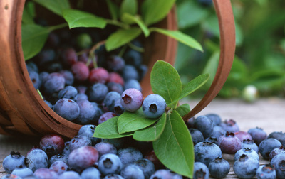 bilberry-fruit