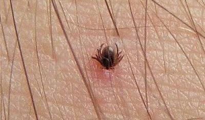 Kleszcze nie lubią upałów!