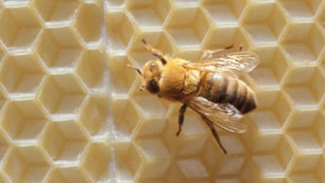 Mleczko pszczele  -  złocisty eliksir zdrowia dla urody