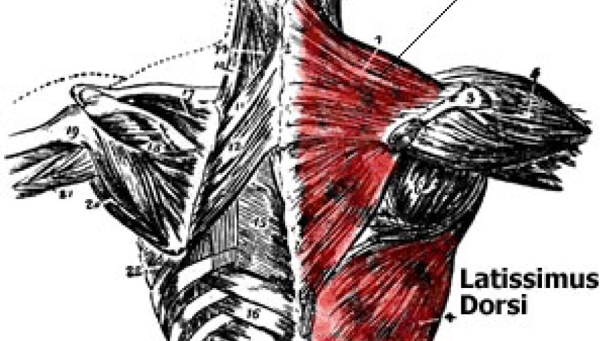Anatomia