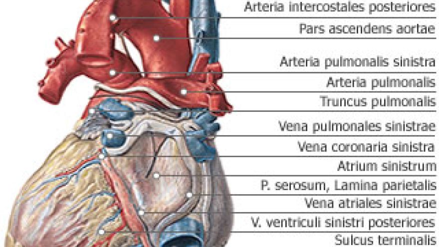 Klatka piersiowa Serce