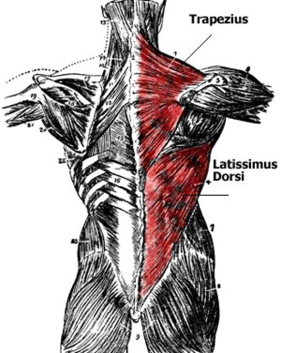 Anatomia