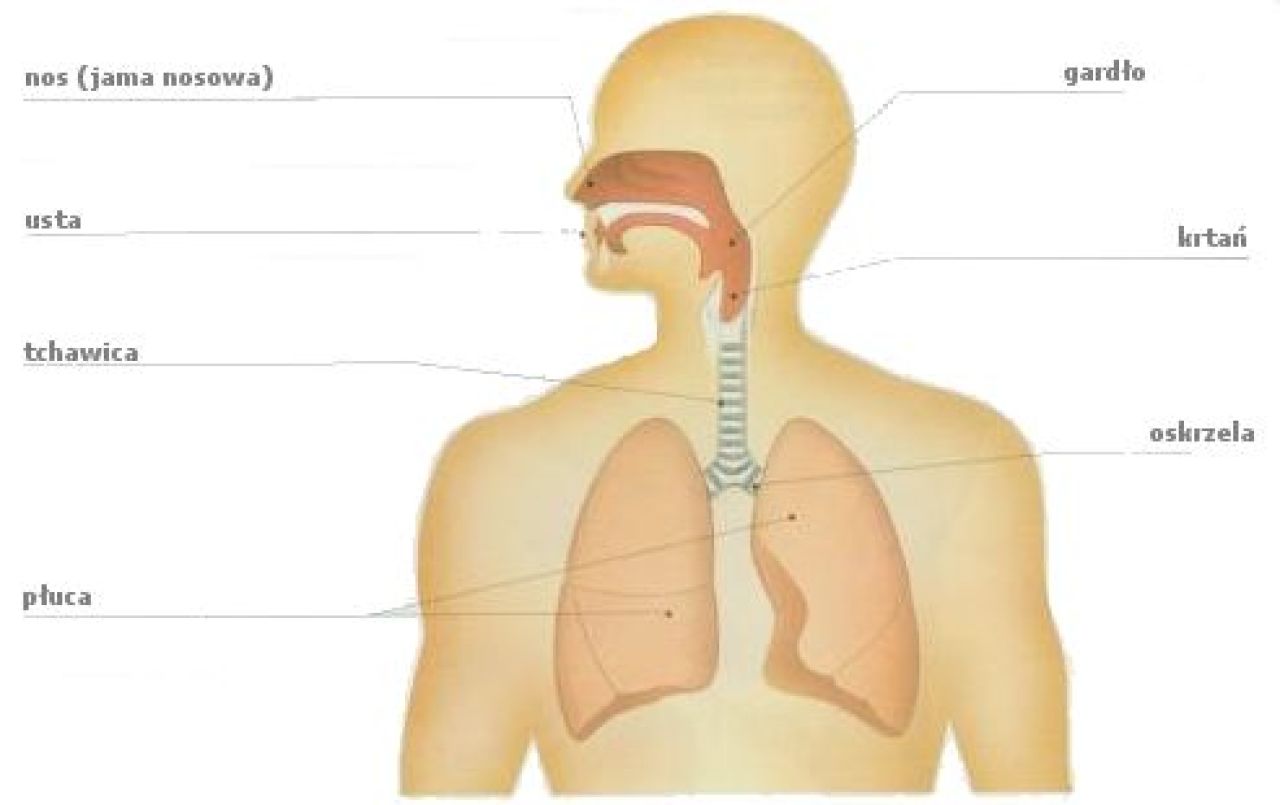 Układ oddechowy