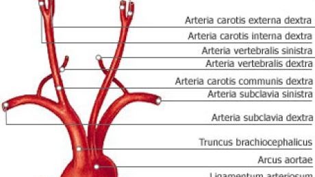 Aorta