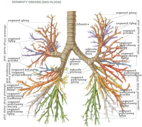 drzewo oskrzelowe