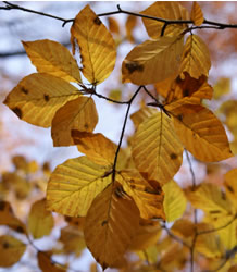 tree hornbeam big