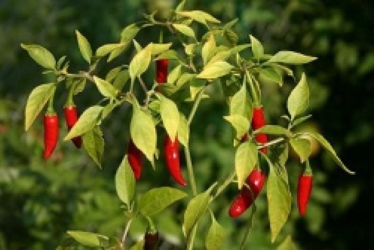 Papryczka chili skuteczna na zatoki!