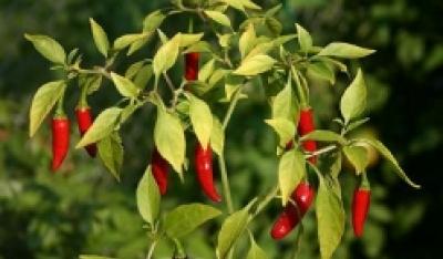 Papryczka chili skuteczna na zatoki!