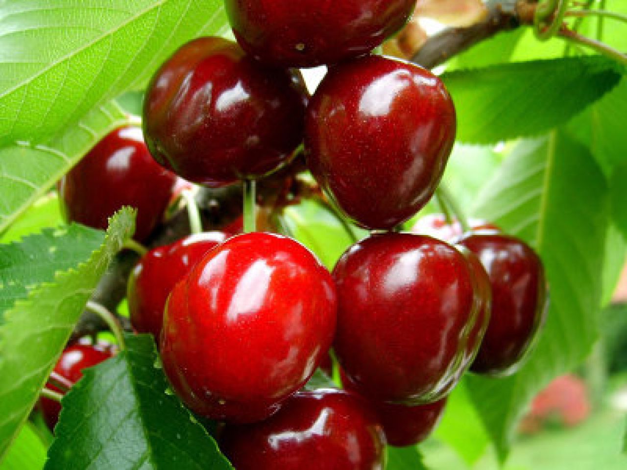 Wiśnie i czereśnie – pyszne owoce z sadu