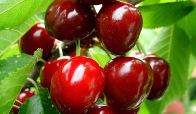 Wiśnie i czereśnie – pyszne owoce z sadu