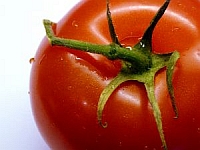 pomidor04