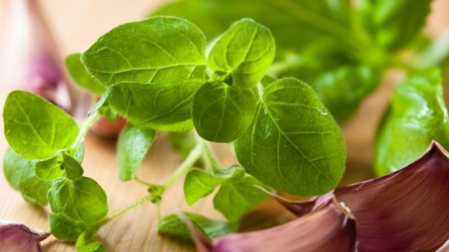 Oregano Oregano – dziki majeranek