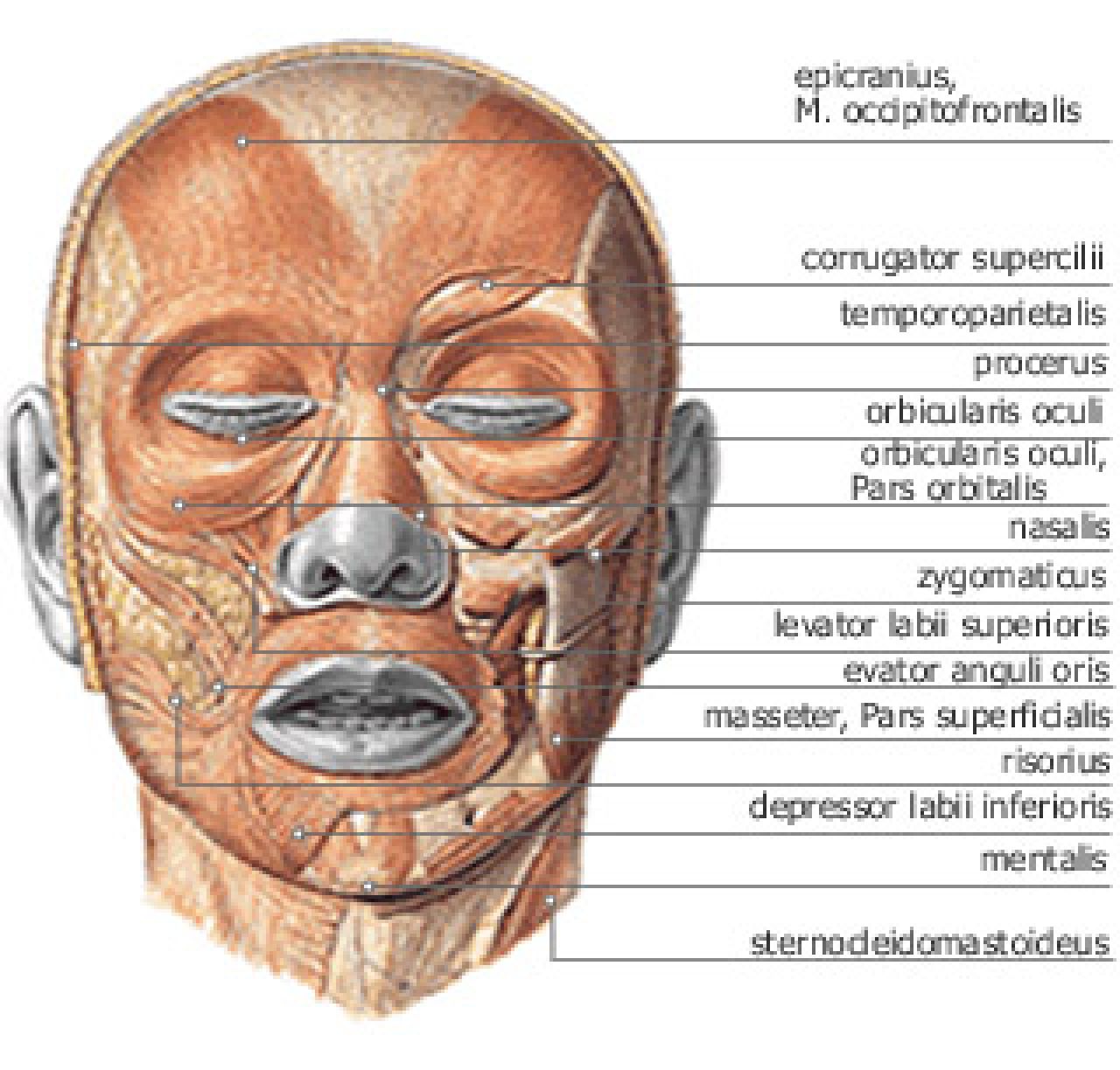 Mięśnie głowy - strona przednia