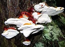 reishi 1