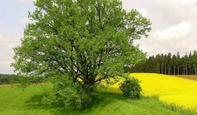 Drzewa - zielona terapia