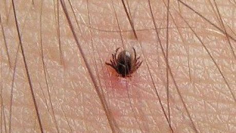 Kleszcze nie lubią upałów!