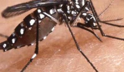 Komary – jak z nimi walczyć