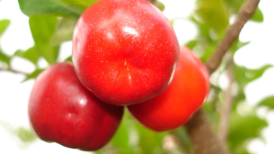 Cytrusy Acerola - wiśnia z Barbadosu