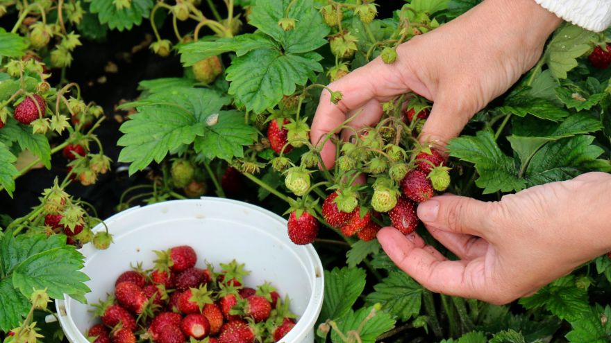 Aktualności Top 5 przepisów fit z poziomek – zdrowo, lekko i sezonowo!