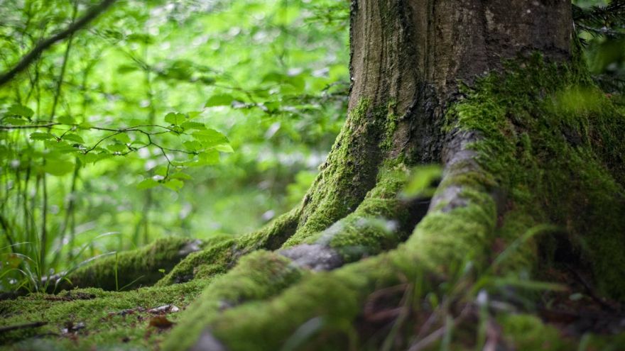 Aktualności Kąpiele leśne – naturalny sposób na zdrowie ciała i umysłu
