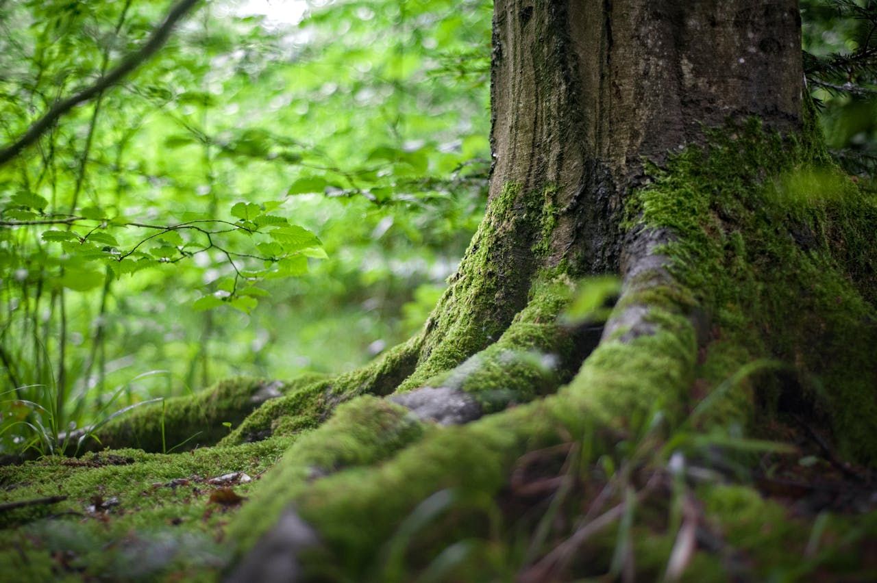 Kąpiele leśne – naturalny sposób na zdrowie ciała i umysłu