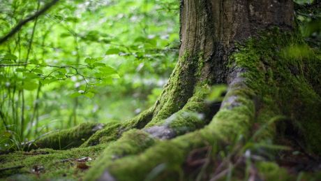 Kąpiele leśne – naturalny sposób na zdrowie ciała i umysłu